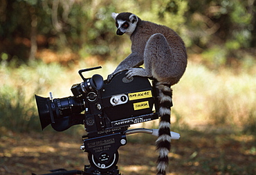 Ring-tailed Lemur (Lemur catta) on camera, Berenty, Southern Madagascar, Africa