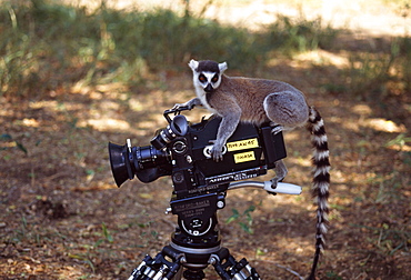 Ring-tailed Lemur (Lemur catta) on camera, Berenty, Southern Madagascar, Africa