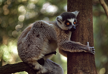 Ring-tailed Lemur (Lemur catta) male with erection on tree, Berenty, Southern Madagascar, Africa