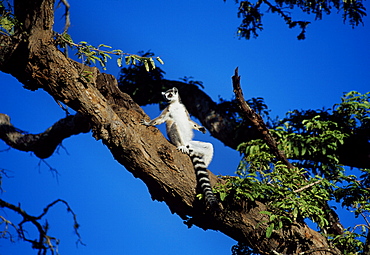 Ring-tailed Lemur (Lemur catta) sunbathing in tree, Berenty, Southern Madagascar, Africa