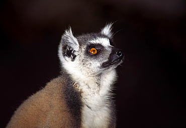 Portrait of a ring-tailed Lemur (Lemur catta), Berenty, Southern Madagascar, Africa