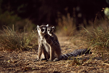 Ring-tailed Lemurs (Lemur catta), mother with baby on back resting on ground, Berenty, Southern Madagascar, Africa