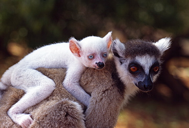 Ring-tailed Lemur (Lemur catta), all white baby male (Sapphire) albino on mother's  back, Berenty, Southern Madagascar, Africa