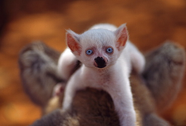 Ring-tailed Lemur (Lemur catta), all white baby male (Sapphire) albino on mother's  back, Berenty, Southern Madagascar, Africa