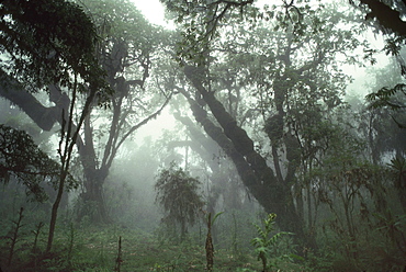 Hagenia (Hagenia abyssinica) Forest, Mountain Gorilla Habitat, Virunga Volcanoes, Rwanda, Africa