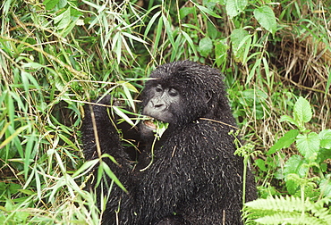 Mountain Gorilla (Gorilla gorilla beringei) female feeding on vine after rain, Virunga Volcanoes, Rwanda, Africa