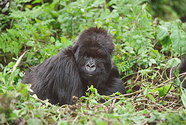 Mountain Gorilla (Gorilla gorilla beringei) female Poppy, Virunga Volcanoes, Rwanda, Africa