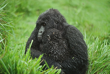 Mountain Gorilla (Gorilla gorilla beringei) mother with infant in the rain, Virunga Volcanoes, Rwanda, Africa