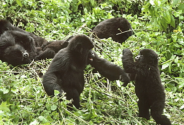 Mountain Gorillas (Gorilla gorilla beringei), juveniles playing, Virunga Volcanoes, Rwanda, Africa