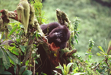 Mountain Gorilla (Gorilla gorilla beringei) juvenile, Virunga Volcanoes, Rwanda, Africa