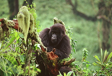 Mountain Gorilla (Gorilla gorilla beringei) juvenile, Virunga Volcanoes, Rwanda, Africa