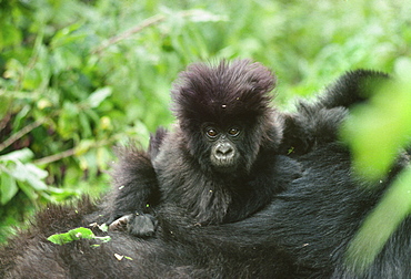 Mountain Gorilla (Gorilla g. beringei) infant on mother's back, Virunga Volcanoes, Rwanda, Africa