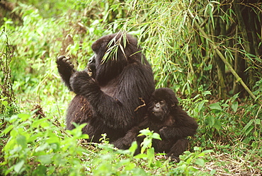 Mountain Gorillas (Gorilla g. beringei) female with infant feeding, Virunga Volcanoes, Rwanda, Africa