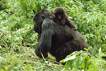 Mountain Gorillas (Gorilla g. beringei) female with infant on back, Virunga Volcanoes, Rwanda, Africa