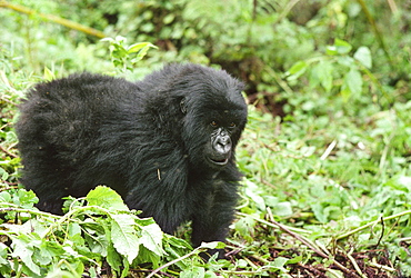 Mountain Gorillas (Gorilla gorilla beringei) juvenile, Virunga Volcanoes, Rwanda, Africa