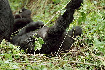 Mountain Gorilla (Gorilla gorilla beringei) juvenile playing, Virunga Volcanoes, Rwanda, Africa