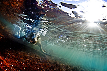 A sea lion in the shallow waters around Rabida Island, Galapagos, Ecuador, South America