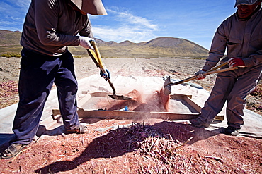 Farming quinoa, a super food, on the Bolivian Altiplano, Bolivia, South America 