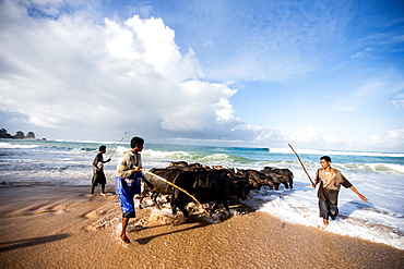 Buffalo herders on the beach in Sumba, Indonesia, Southeast Asia, Asia