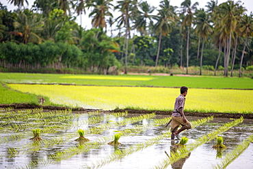 A paddy farmer at work in a rice field, Sumba, Indonesia, Southeast Asia, Asia