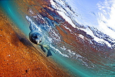 A sea lion in the shallow waters around Rabida Island, Galapagos, Ecuador, South America