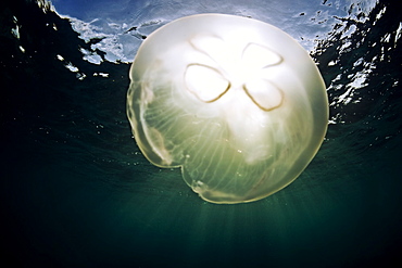 A moon jellyfish catches the sunlight, Antigua, Leeward Islands, West Indies, Caribbean, Central America