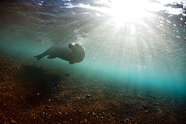 A sea lion, Galapagos Islands, Ecuador, South America