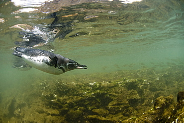 Galapagos penguins, Galapagos Islands, Ecuador, South America