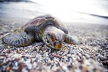 A Pacific green turtle, on the beach, Galapagos Islands, UNESCO World Heritage Site, Ecuador, South America