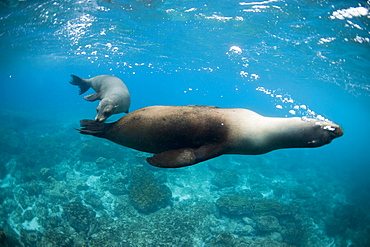 Two sea lions off Floreana Island, Galapagos, Ecuador, South America