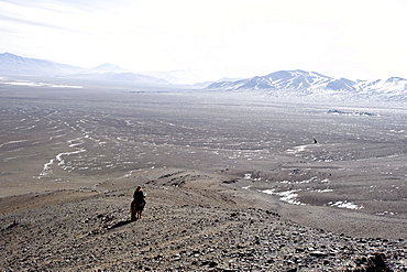 An eagle hunter out on a morning hunt in the Altai Mountains, Bayan Olgii, Mongolia, Asia