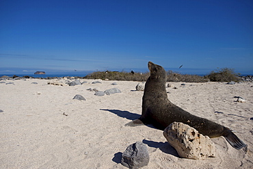 A sea lion stares out to sea, Galapagos Islands, UNESCO World Heritage Site, Ecuador, South America