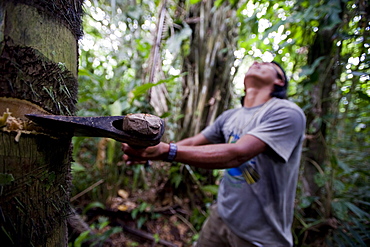 Cutting down a palm tree to collect larva to eat, Amazon, Ecuador, South America