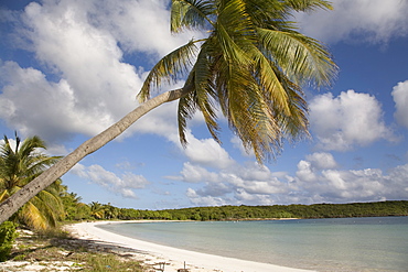 Palm tree and sandy beach in Sun Bay in Vieques, Puerto Rico, West Indies, Caribbean, Central America