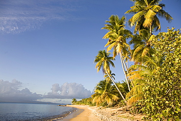 Palm trees on a sandy beach, Green Beach, Vieques, Puerto Rico, West Indies, Caribbean, Central America