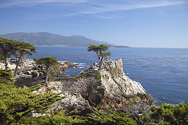 Lonely pine on 17 Mile Drive near Monterey, California, United States of America, North America