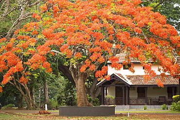 A red flowering tree in the grounds of Kabini River Lodge, Karnataka, India, Asia