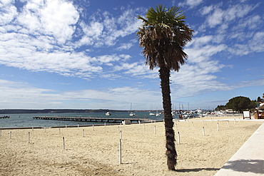 Palm tree on the beach of the Istrian bathing resort and popular holiday town of Portoroz, Piran, Slovenia, Europe