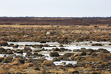 Alert polar bear (Ursus maritimus) on the rocky, sub-arctic shoreline of the Hudson Bay north of Churchill in Manitoba, Canada, North America