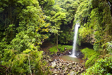 Dorrigo National Park, New South Wales, Australia, Pacific