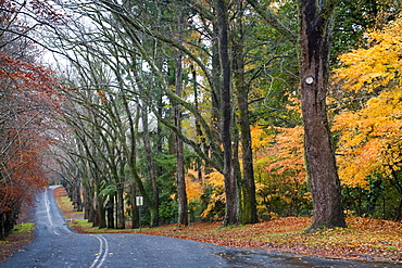 Mount Wilson, Blue Mountains, New South Wales, Australia, Pacific