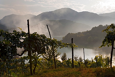 Vineyards, Lake Salto, Rieti, Lazio, Italy, Europe