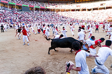 Amateur bullfight with young bulls, San Fermin festival, Pamplona, Navarra (Navarre), Spain, Europe