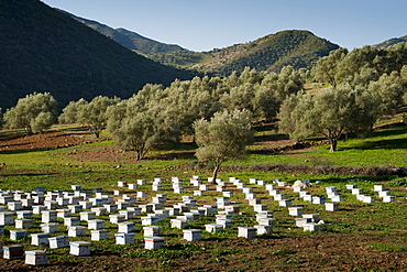 Beehives in the olive grove, Rif mountains, Chefchaouen, Morocco, North Africa, Africa