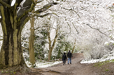 Hampstead Heath in the snow, London, England, United Kingdom, Europe