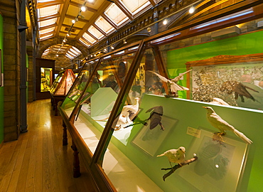 Birds Gallery, Natural History Museum, South Kensington, London, England, United Kingdom, Europe