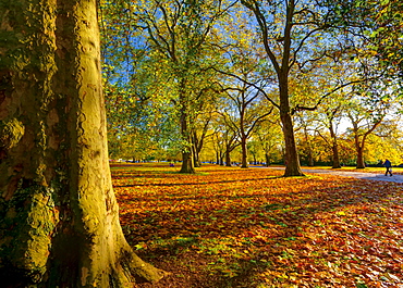 Hyde Park in autumn, London, England, United Kingdom, Europe