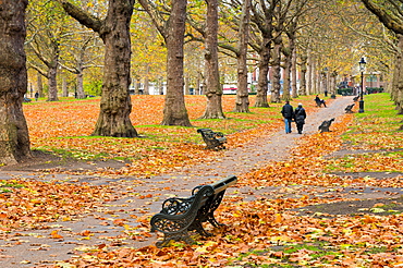 Green Park in autumn, London, England, United Kingdom, Europe