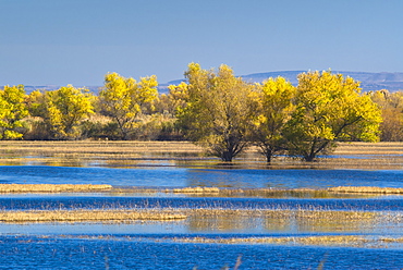 Bosque de Apache National Wildlife Refuge, Socorro, New Mexico, United States of America, North America