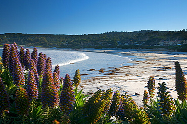 Carmel by the Sea, California, United States of America, North America